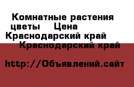 Комнатные растения, цветы  › Цена ­ 100-150 - Краснодарский край  »    . Краснодарский край